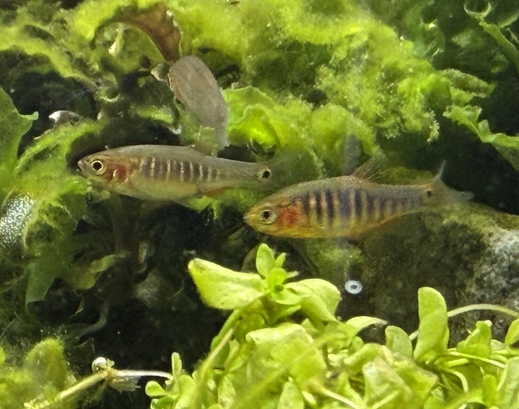 Regnbue-dværgdanio (Danio erythromicron) – Den lille smaragdgrønne selskabsfisk